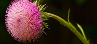 【最新破解补丁】永久激活的短信轰炸网页版