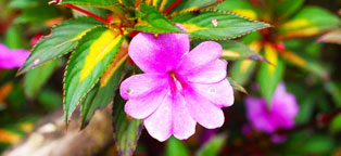 短信轰炸免费在线网站